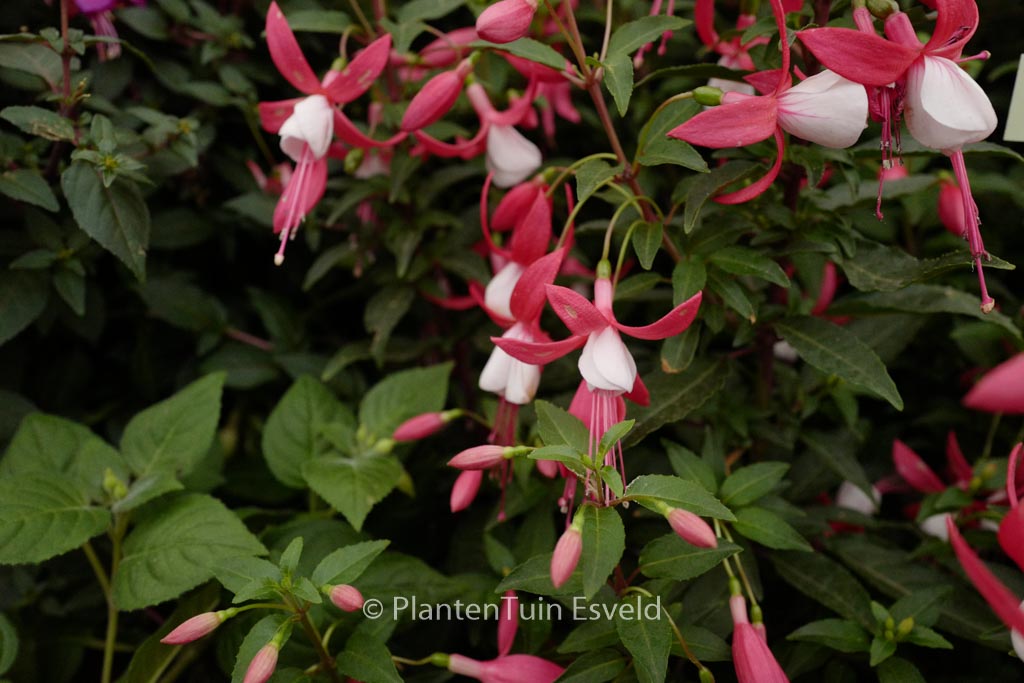 Fuchsia ‘Lady Thumb’