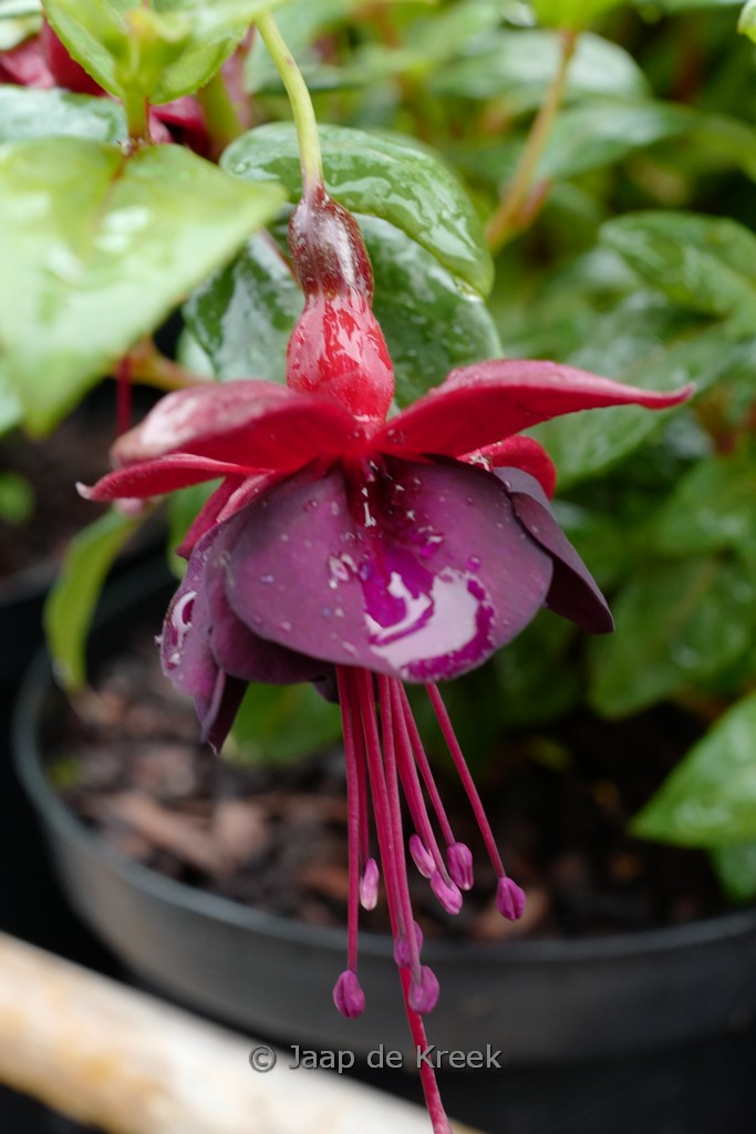 Fuchsia ‘Lady in Black’