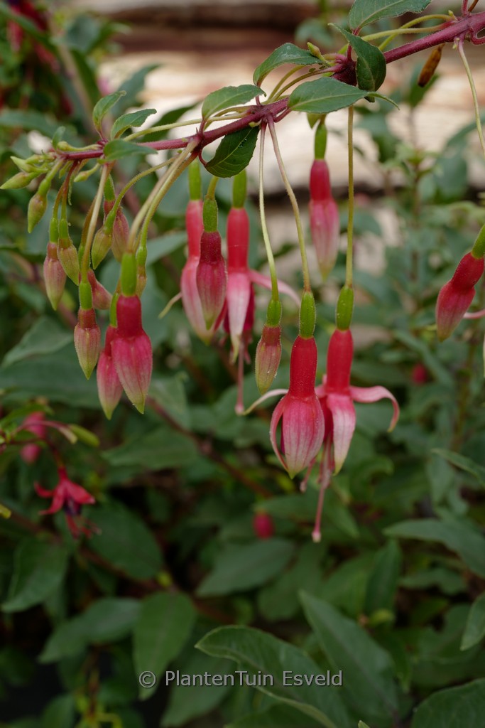 Fuchsia ‘Lidie Bartelink’