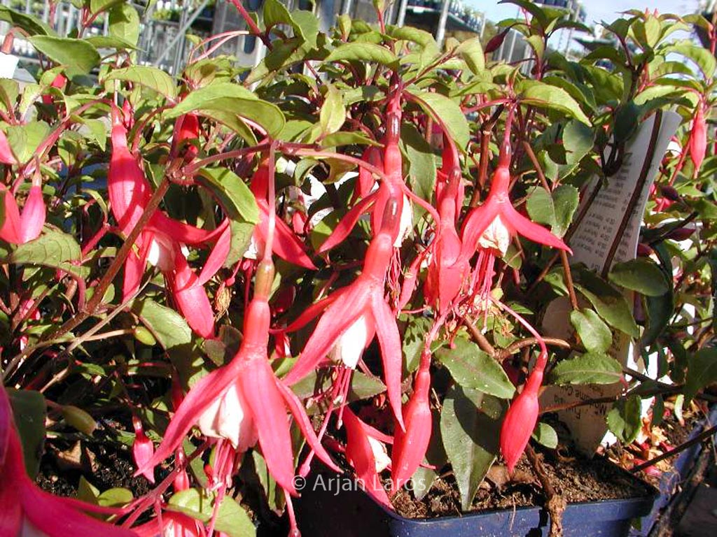 Fuchsia ‘Mad. Cornelissen’