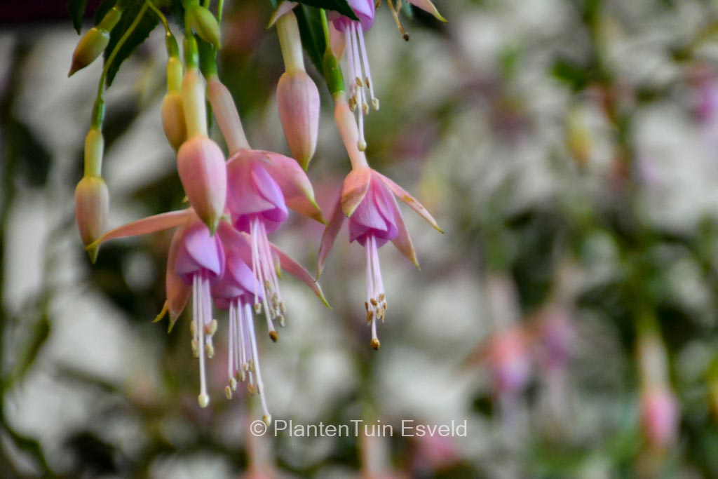Fuchsia ‘Mrs. W.P. Wood’