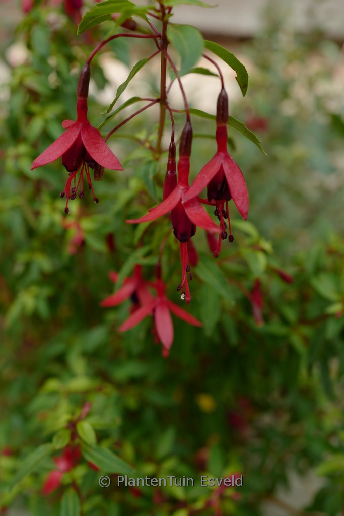 Fuchsia ‘Papoose’
