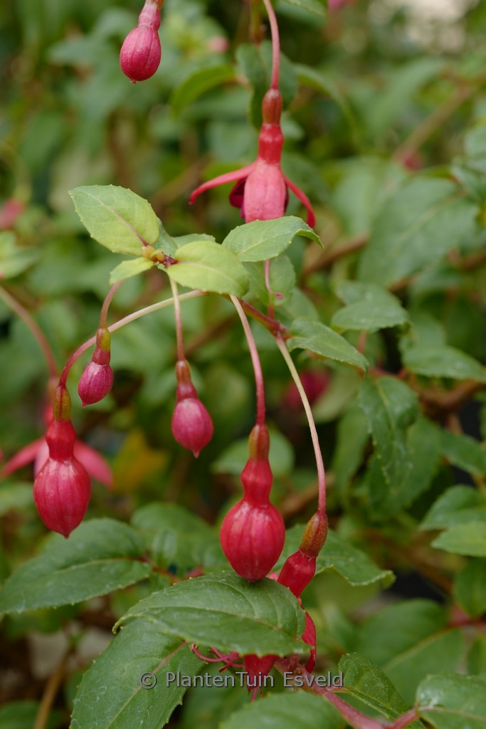 Fuchsia ‘Rhombifolia’