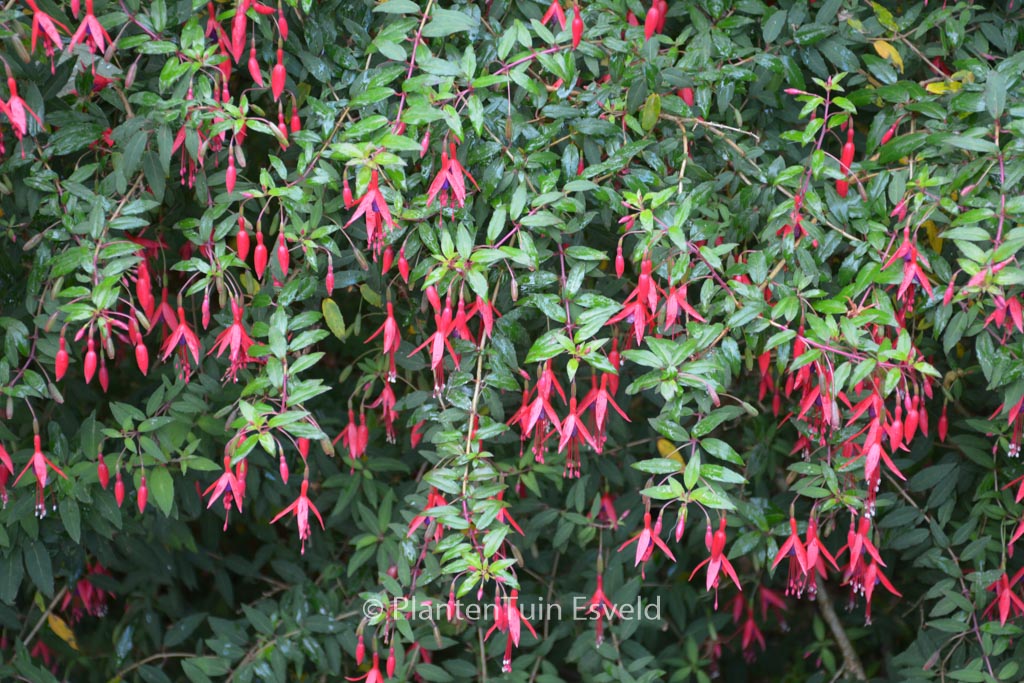 Fuchsia ‘Riccartonii’