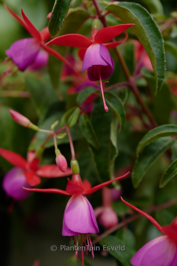 Fuchsia ‘Saturnus’