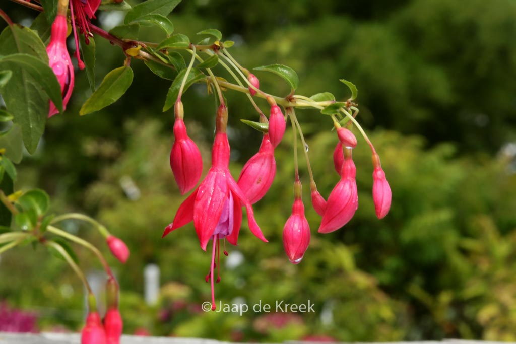 Fuchsia ‘Son of Thumb’