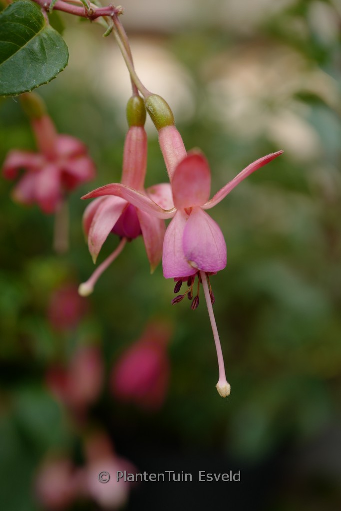 Fuchsia ‘Susan Travis’
