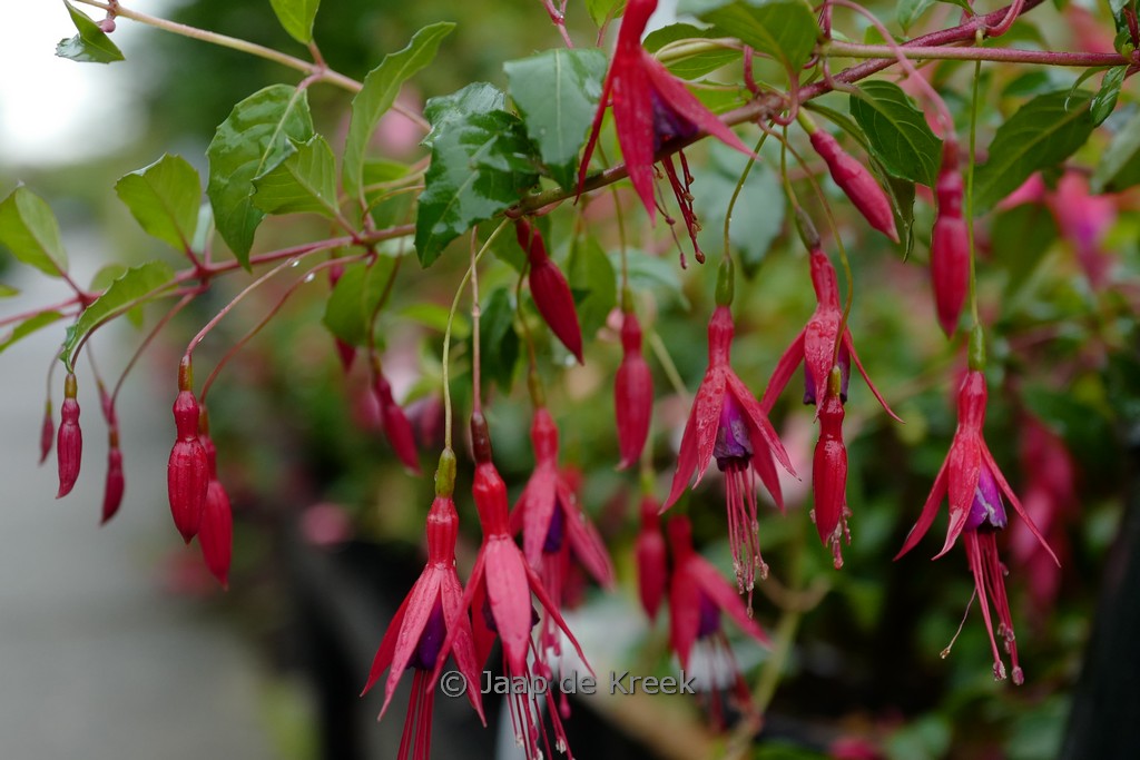 Fuchsia ‘Tenella’