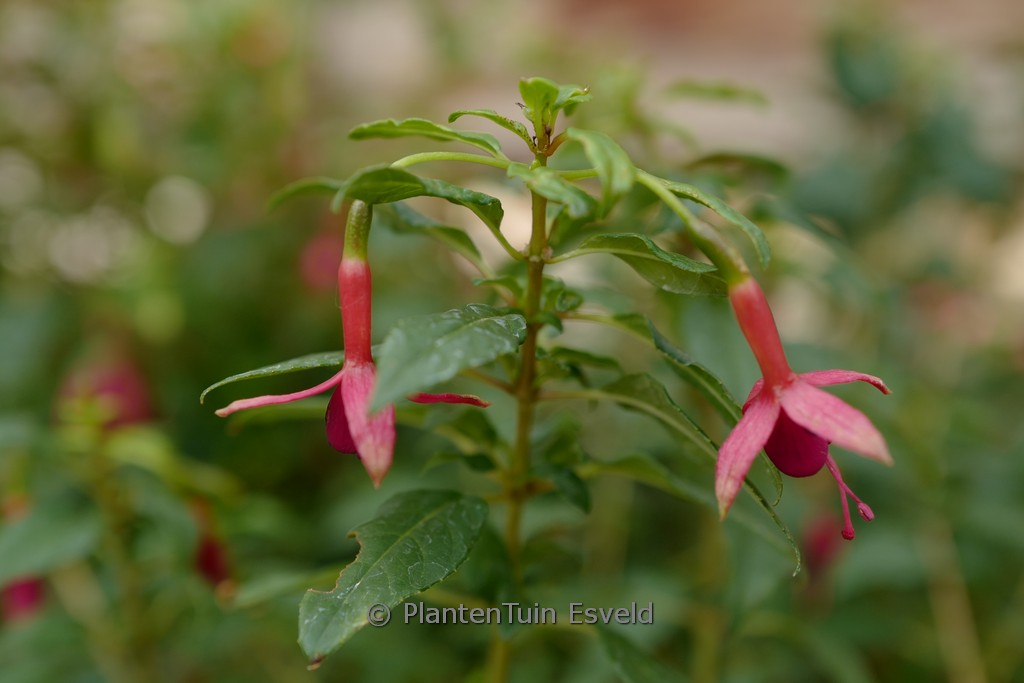 Fuchsia ‘Whiteknight’s Amethyst’