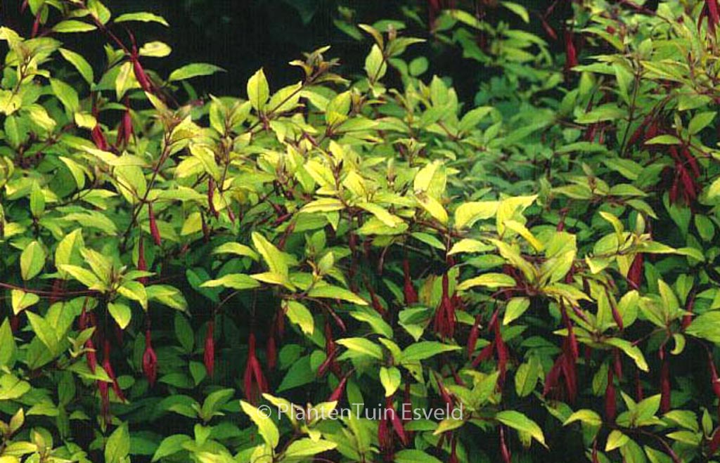 Fuchsia magellanica ‘Aurea’