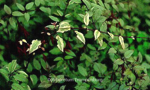 Fuchsia magellanica ‘Variegata’