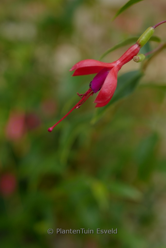 Fuchsia regia ‘Gerrit’