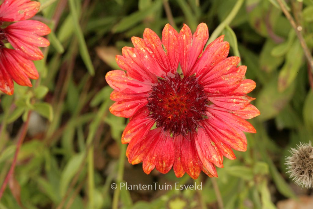 Gaillardia ‘Burgunder’