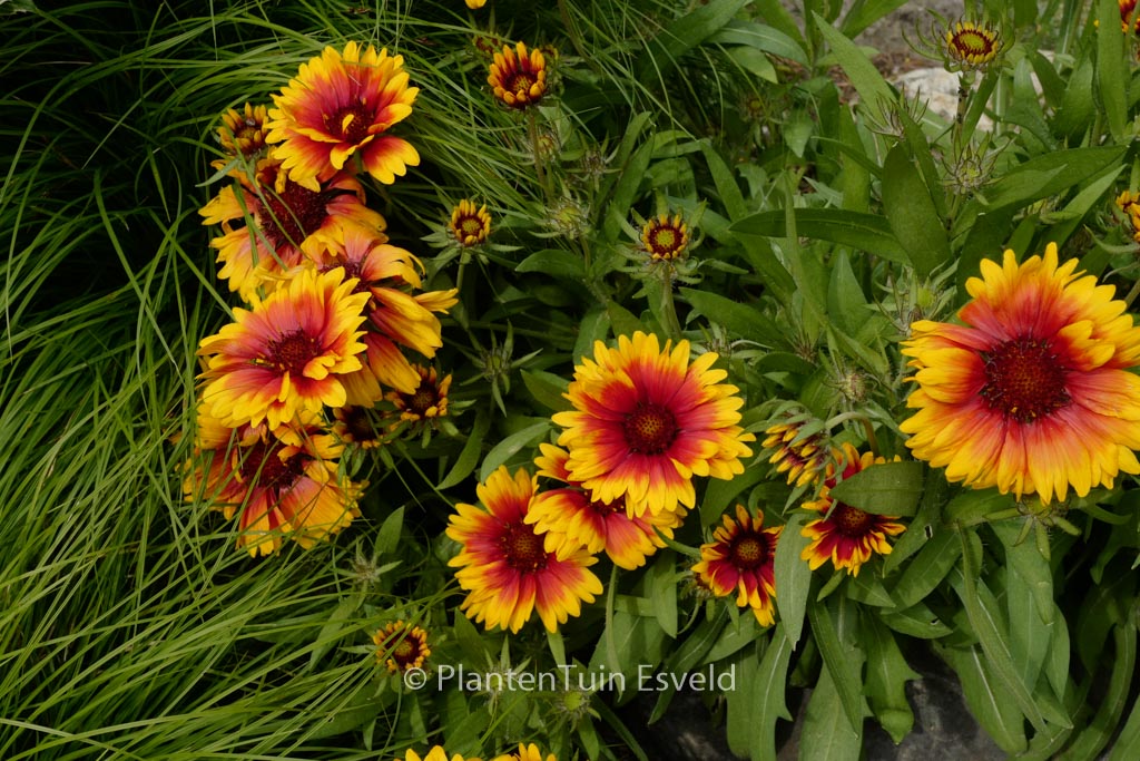 Gaillardia ‘Kobold’
