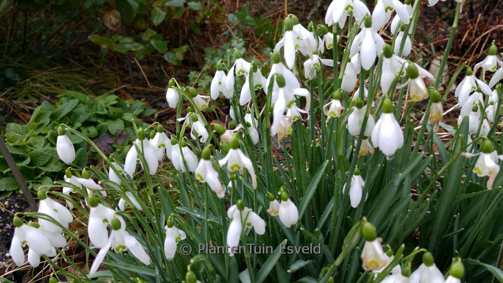 Galanthus ‘S. Arnott’