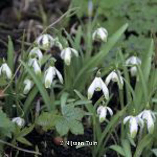 Galanthus nivalis ‘Viridapice’