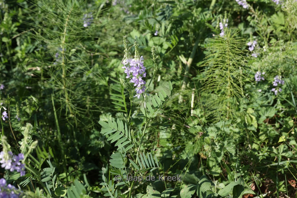 Galega officinalis