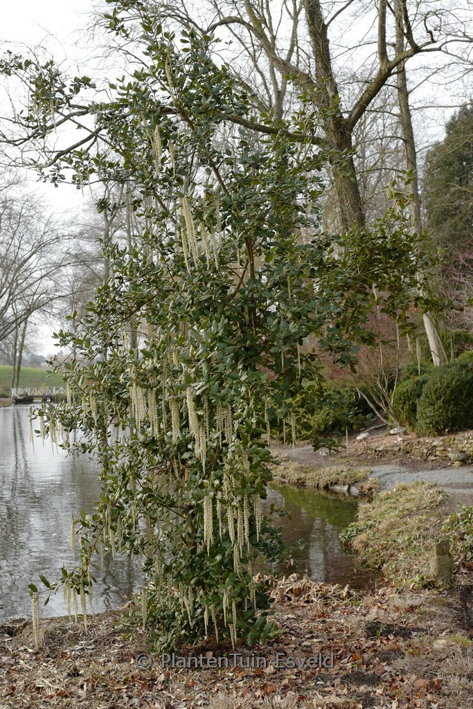 Garrya elliptica ‘James Roof’