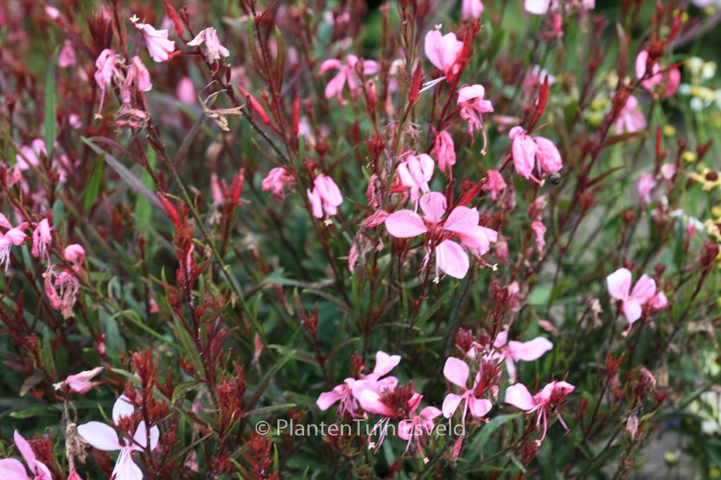 Gaura lindheimeri ‘Florgauros’ (GAUDI ROSE)