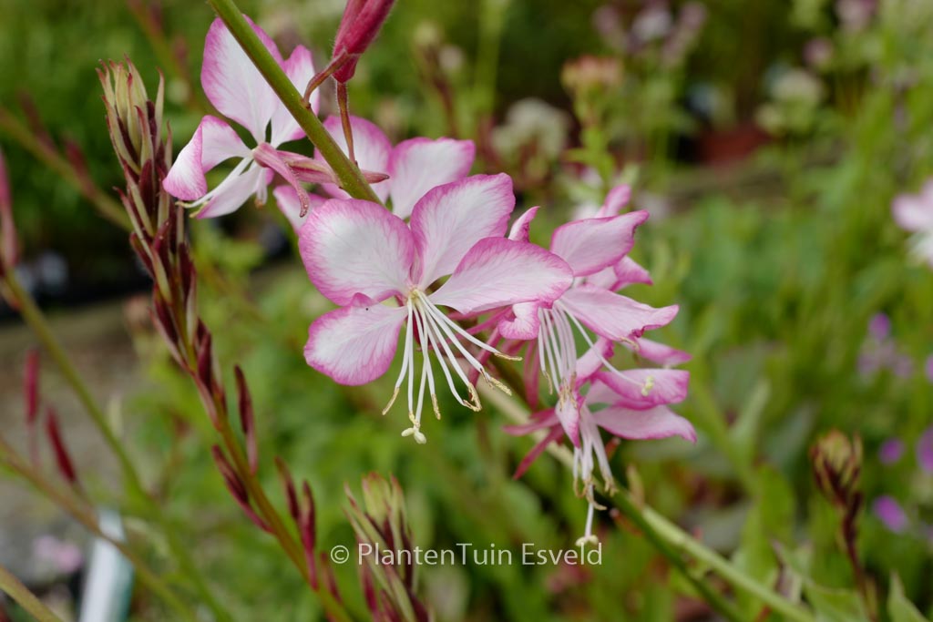 Gaura lindheimeri ‘Harrosy’ (ROSYJANE)
