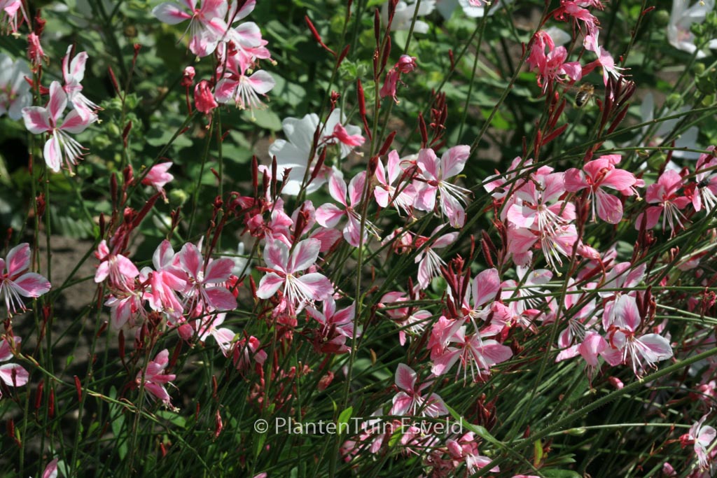 Gaura lindheimeri ‘Siskiyou Pink’