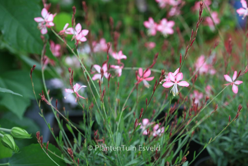Gaura lindheimeri ‘Summer Emotions’