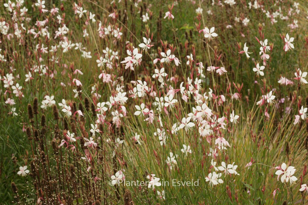 Gaura lindheimeri ‘Whirling Butterflies’