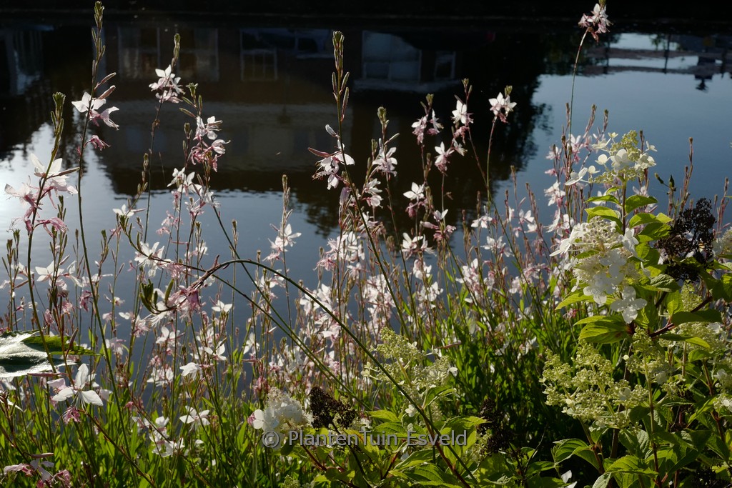 Gaura lindheimeri ‘White Dove’