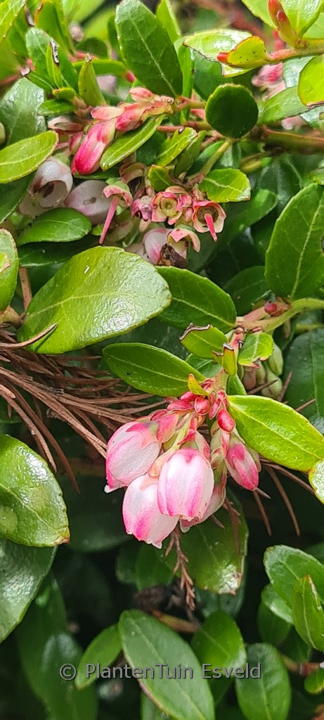 Gaylussacia brachycera