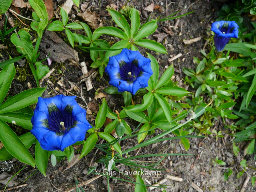 Gentiana acaulis