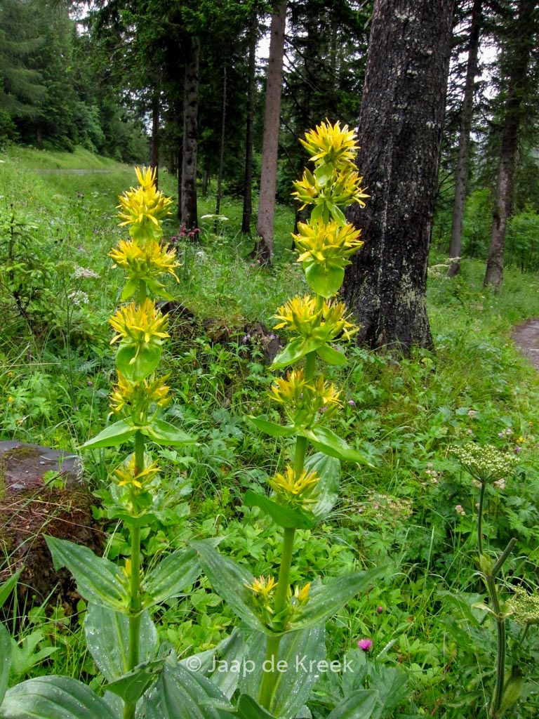 Gentiana lutea