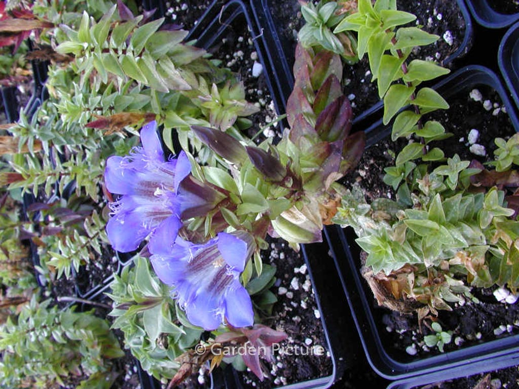 Gentiana septemfida lagodechiana
