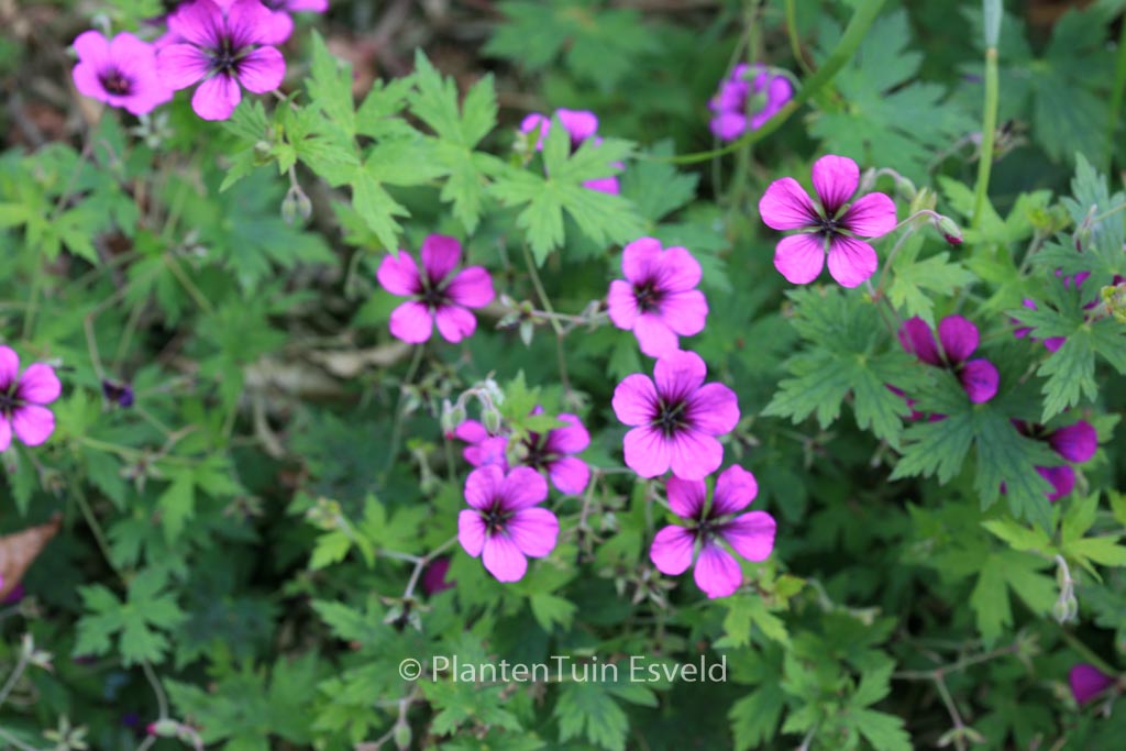 Geranium ‘Anne Thomson’