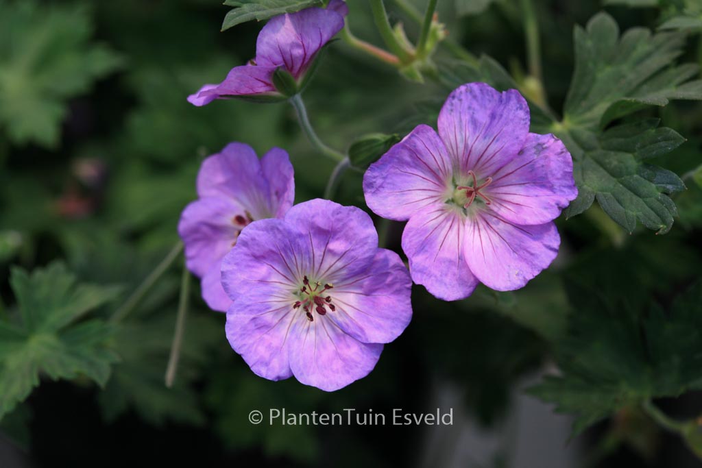 Geranium ‘Azure Rush’