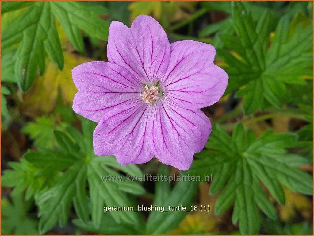 Geranium ‘Blushing Turtle’