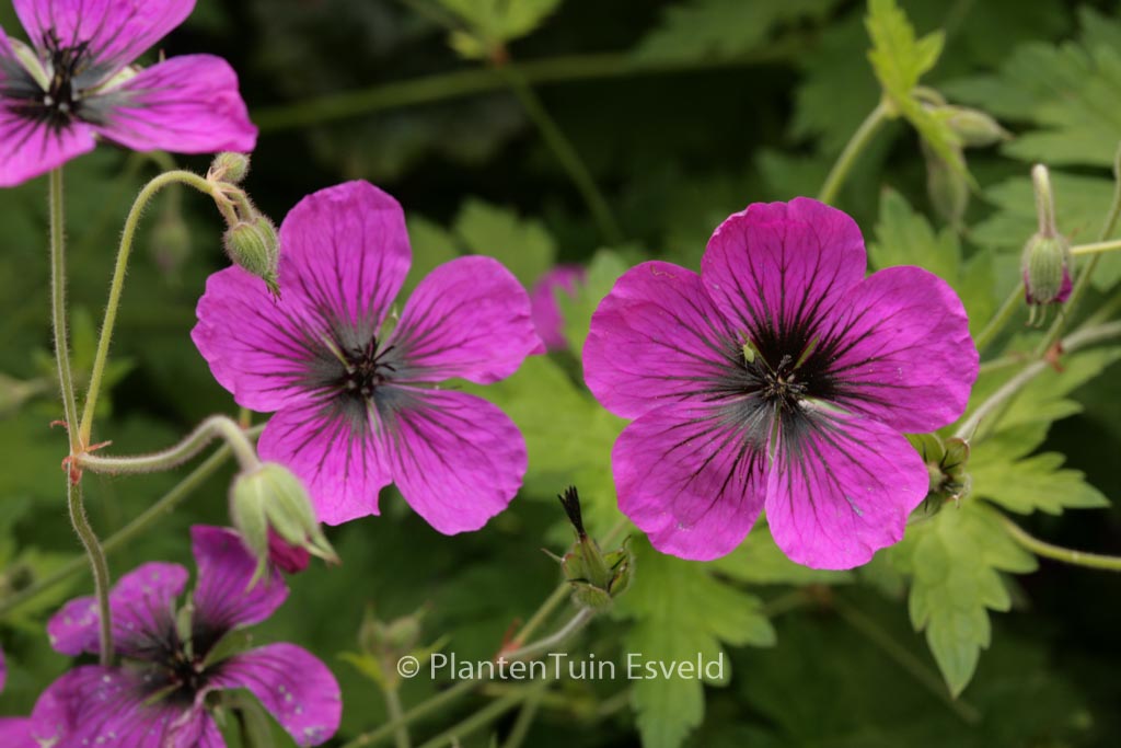 Geranium ‘Brembra’ (DRAGON HEART)