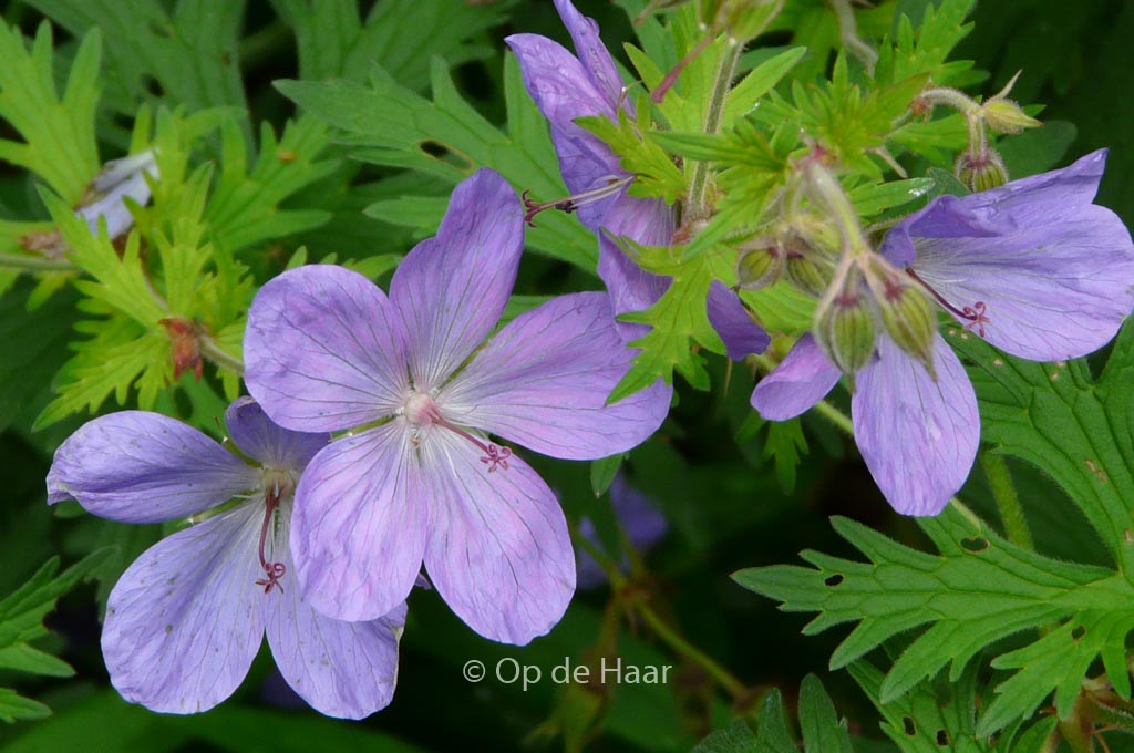 Geranium ‘Brookside’