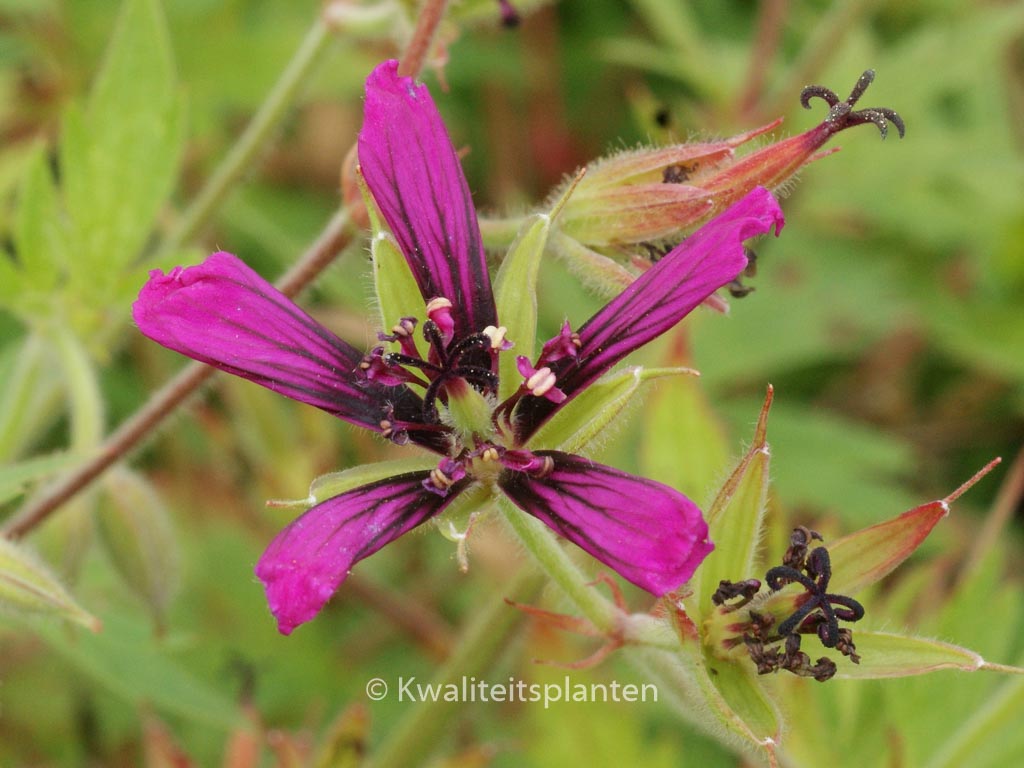 Geranium ‘Catherine Deneuve’