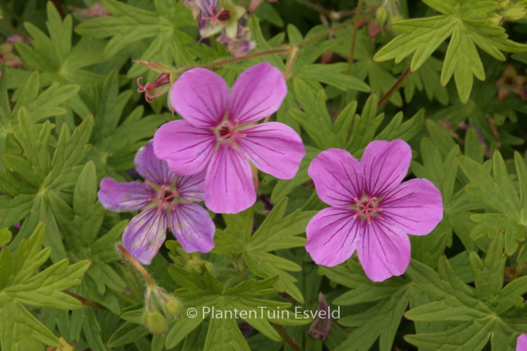 Geranium ‘Dilys’