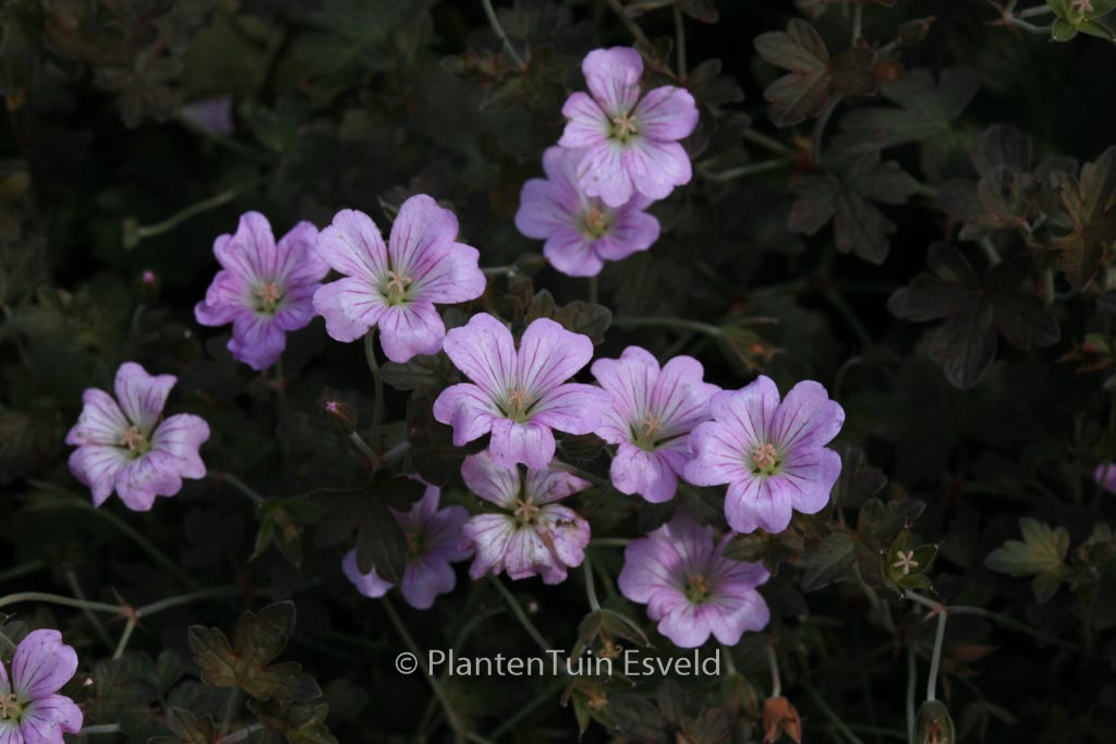 Geranium ‘Dusky Crug’