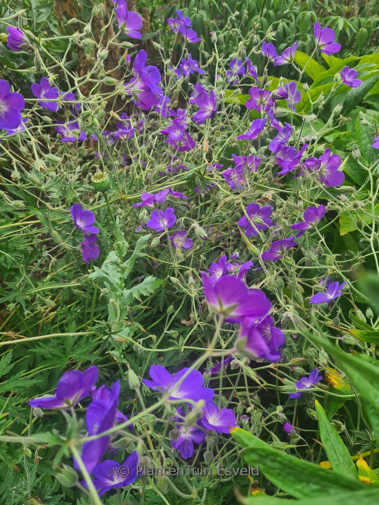 Geranium ‘Eureka Blue’