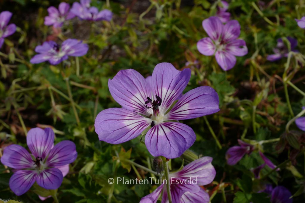 Geranium ‘Havana Blues’