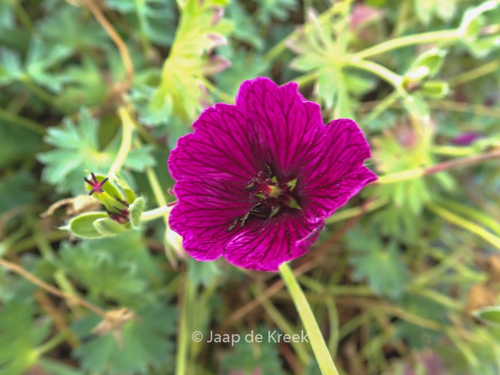 Geranium ‘Jolly Jewel Purple’
