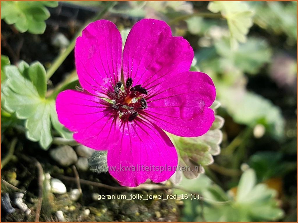 Geranium ‘Jolly Jewel Red’