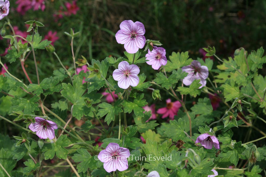 Geranium ‘Joy’