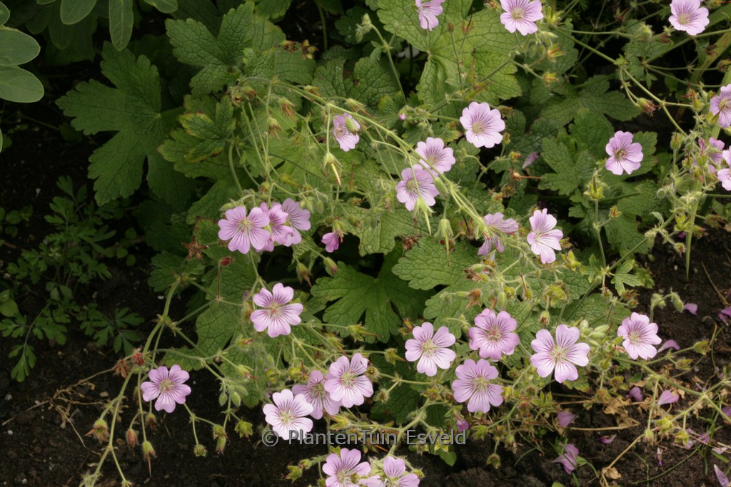 Geranium ‘Karen Wouters’