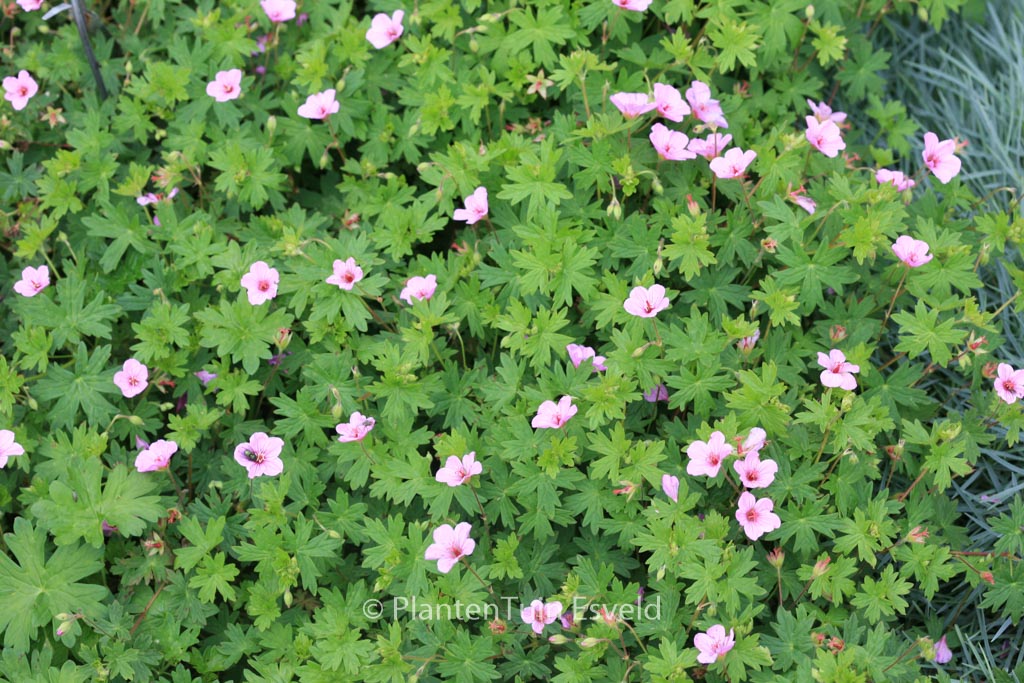 Geranium ‘Light Dilys’
