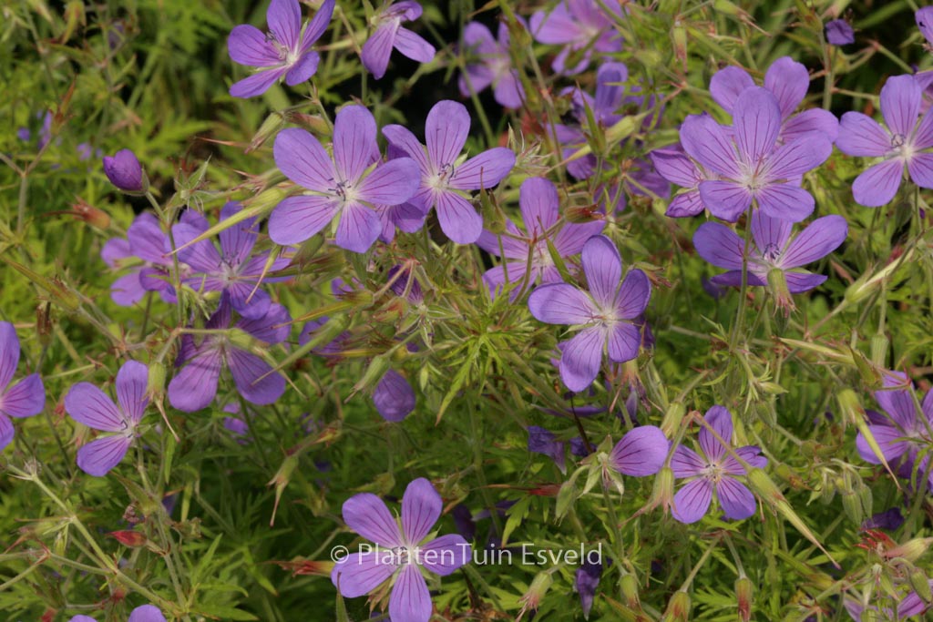 Geranium ‘Nimbus’