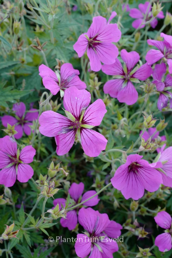 Geranium ‘Patricia’