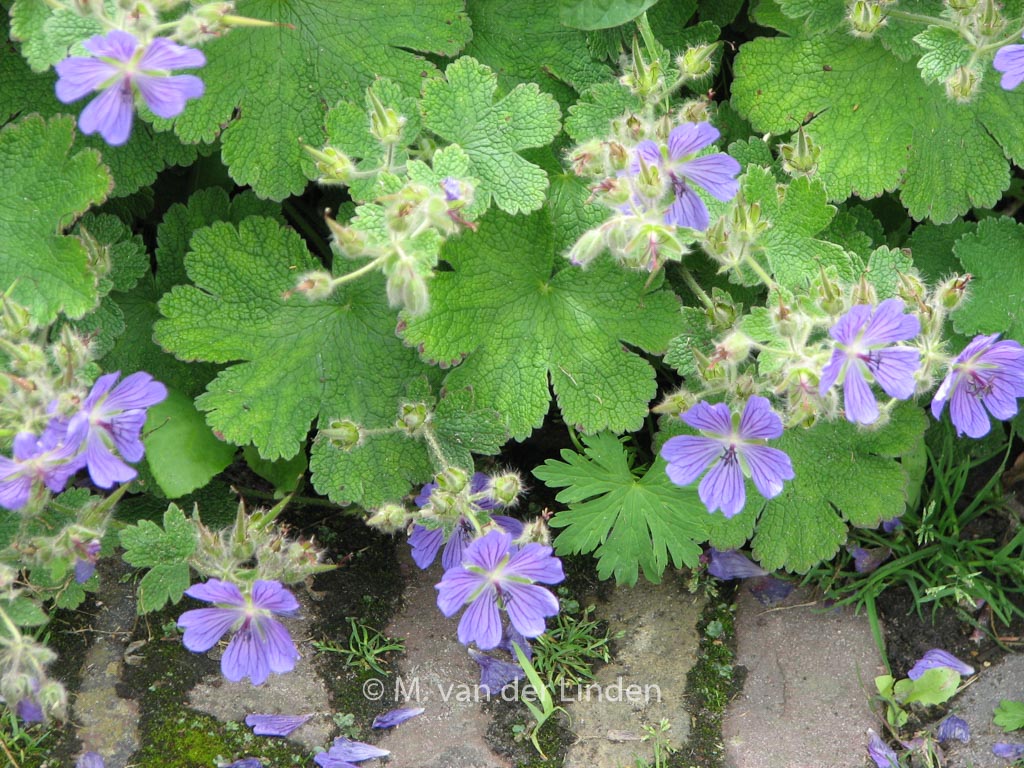 Geranium ‘Philippe Vapelle’